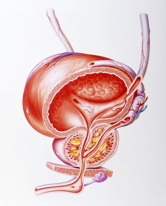 Die Wirkung von Prostalinkapseln auf die Prostata. 