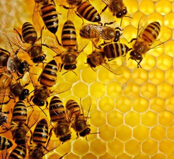 Bienenprodukte gegen Prostataentzündungen. 